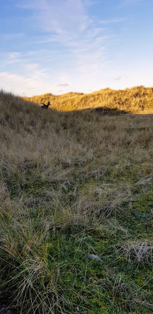 Deer avoiding a man eating soup